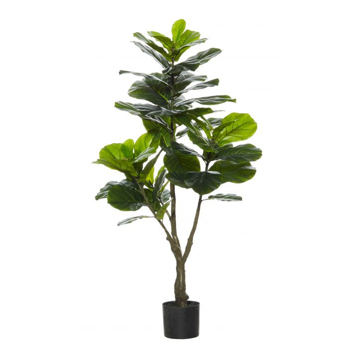 ROGUE GIANT FIDDLE TREE GREEN 65X55X120CM